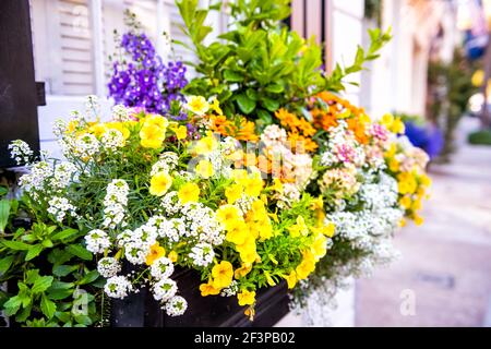 Gros plan de couleur rose pastel parement maison architecture trottoir et de fleurs jaunes multicolores en jardinière comme décorations à Charleston, Caroline du Sud Banque D'Images
