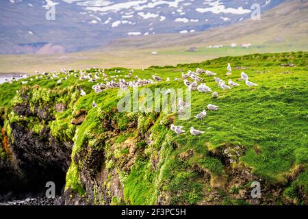Rocky plage côte de falaise rocheuse dans la péninsule de Snaefellsnes, Islande avec la mousse d'herbe verte en été beaucoup de troupeau oiseaux de mouettes Banque D'Images
