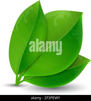 écologie concept feuilles vertes Illustration de Vecteur