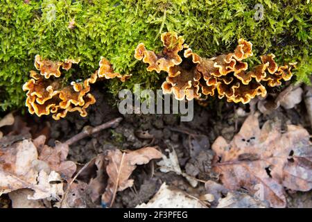 Champignons et mousse aux feuilles mortes Banque D'Images