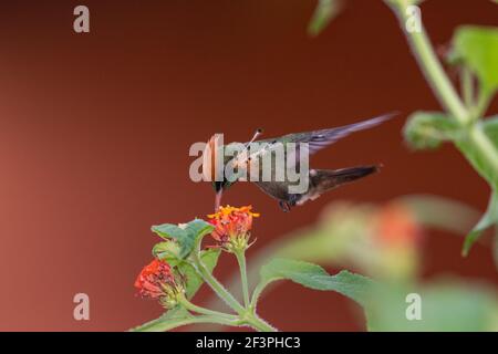 Un colibris touffeté de Coquette se nourrissant de la fleur de Lantana avec un fond Uni. Deuxième plus petit oiseau au monde. Banque D'Images