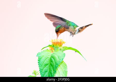 Un colibri touffeté de Coquette femelle se nourrissant sur la fleur de Lantana avec un fond Uni. Deuxième plus petit oiseau au monde. Banque D'Images