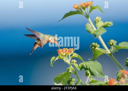 Une Coquette toufftée femelle se nourrissant d'une fleur sauvage de Lantana. Deuxième plus petit oiseau au monde. Oiseau dans le jardin. Banque D'Images