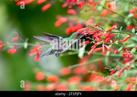 Une femelle de colibris de saphir à motif chiné bleu se nourrissant dans un jardin entouré de fleurs rouges d'Antigua Heath. Banque D'Images