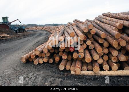 Industrie forestière montrant pile de grumes coupées / arbres / bois de pin, anhammar Suède photo: Bo Arrhed Banque D'Images