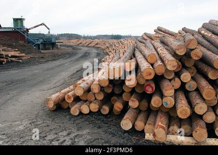 Industrie forestière montrant pile de grumes coupées / arbres / bois de pin, anhammar Suède photo: Bo Arrhed Banque D'Images