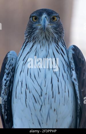 Un portrait d'aigle de Bonelli face au campera (Aquila fasciata) très gros plan montrant des plumes blanches, des yeux jaunes et un bec. Banque D'Images