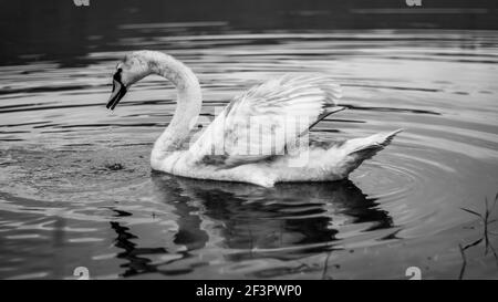 Portrait noir et blanc du cygne flottant dans une rivière avec des ondulations d'eau réfléchissantes sur l'eau Banque D'Images