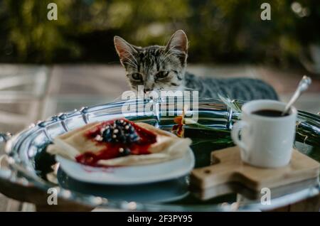 Un chat domestique se moque d'une assiette de crêpes avec de la confiture de mûres sur un plateau argenté. Concept: Moments drôles avec les animaux de compagnie Banque D'Images