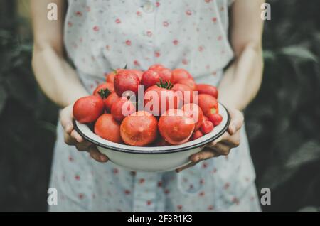 Femme en robe bleu clair tenant un bol rempli de tomates mûres rouges fraîchement récoltées avec des gouttes d'eau sur, bio-agriculture Banque D'Images