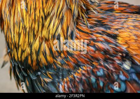 Détail des plumes colorées d'un coq sur une ferme. Banque D'Images