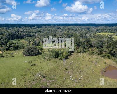 Bétail sur pâturage de ferme dans la réserve Chico Mendes dans la forêt amazonienne, Acre, Brésil. Déforestation, environnement, agriculture, réchauffement climatique. Banque D'Images