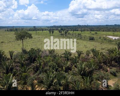 Déboisement pour ouvrir des pâturages et des champs de soja dans la forêt amazonienne, Rondonia, Brésil. Concept de l'écologie, du bétail, de la conservation. Banque D'Images