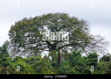 Vue sur le magnifique arbre à noix du Brésil, Bertholetia excelsa, le plus haut de la forêt, lors d'une journée d'été ensoleillée dans la forêt amazonienne. Écologie, nature. Banque D'Images