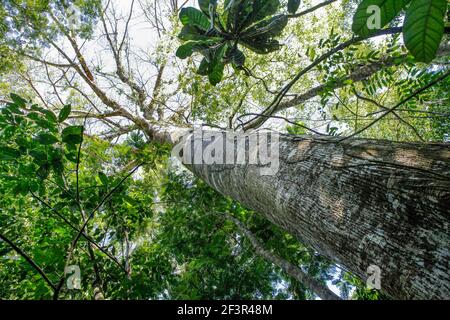 Magnifique tronc en acajou, Swietenia macrophylla, magnifique arbre dans la forêt lors d'une belle journée d'été dans la forêt amazonienne. Amazonas, nature, écologie Banque D'Images