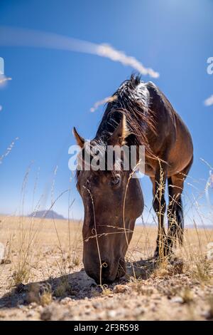 Un cheval sauvage de Garub, près du désert du namib en namibie Banque D'Images