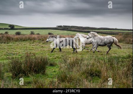 Trois chevaux sauvages, galopant à travers la campagne, un jour d'automne Banque D'Images