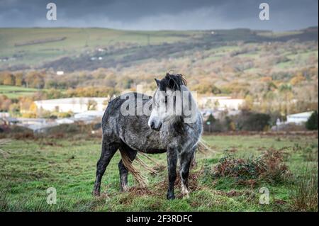 Un seul cheval blanc sauvage dans le paysage rural du pays de Galles. Le jour d'automne est nuageux Banque D'Images