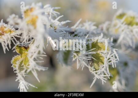 De beaux cristaux de glace sur une plante au soleil du matin Banque D'Images