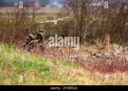 Hibou des marais en vol Banque D'Images