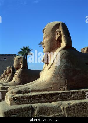 Luxor Egypt Avenue de Sphinxes entre le temple de Karnak et le temple de Louxor Banque D'Images