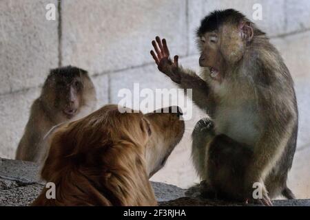 Zoom Zoo Gelsenkirchen, NRW, Allemagne. 17 mars 2021. Un macaque à queue de cochon du sud (Macaca nemestrina) vérifie curieusement le chien calme d'un visiteur. Les zoos du NRW se rouvrent progressivement avec des directives strictes sur les covidés cette semaine, après des mois de fermeture, pour être potentiellement menacés d'avoir à fermer à nouveau la semaine prochaine en raison de la hausse des taux d'incidence. Credit: Imagetraceur/Alamy Live News Banque D'Images