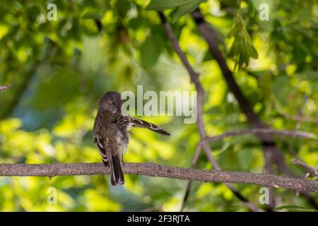 Vadnais Heights, Minnesota. Parc régional du lac Vadnais. Phoebe de l'est, Sayornis phoebe prêtant son aile sur une branche d'arbre. Banque D'Images