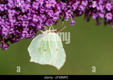 Un portrait en gros plan d'un papillon commun en pierre d'brimstone assis sur les fleurs violettes d'un papillon-buisson. L'insecte est sur le lilas d'été parce qu'il se Banque D'Images