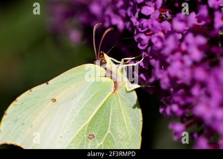 Un portrait macro de près ui d'un papillon commun de brimstone assis sur les fleurs violettes d'un papillon-buisson. L'insecte est sur le lilas d'été parce que Banque D'Images