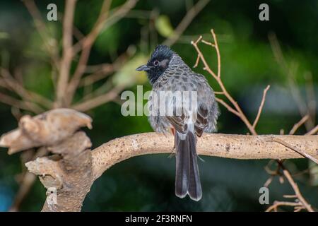 Apple Valley, Minnesota. Un Bulbul à ventilation rouge, un caf de Pycnonotus perché sur une branche d'arbre. Vue arrière. Banque D'Images