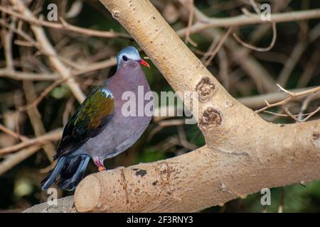 Apple Valley, Minnesota. Un mâle Green Winged Dove, Chalcophaps indica assis sur une branche d'arbre. Banque D'Images