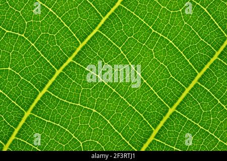 Arrière-plan de la feuille verte. Texture des feuilles. Photo macro. Résumé de la nature. Banque D'Images
