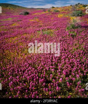 Owls Clover, Goldfields, Antelope Valley California Poppy Reserve, Kern County, Californie Banque D'Images