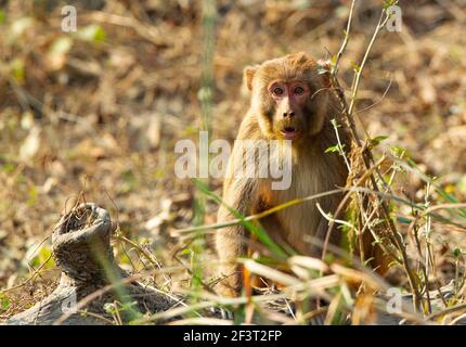 Macaque Rhésus (Macaca mulatta) Banque D'Images