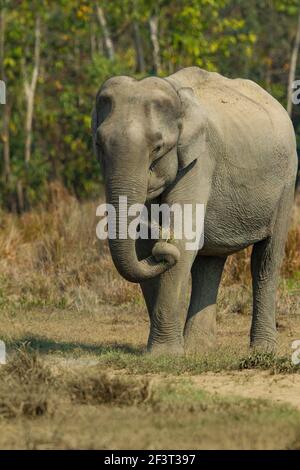 Eléphant asiatique (Elepha maximus) vache tournoyant le tronc, manger Banque D'Images