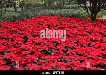 Poinsettia à Hong Kong Banque D'Images