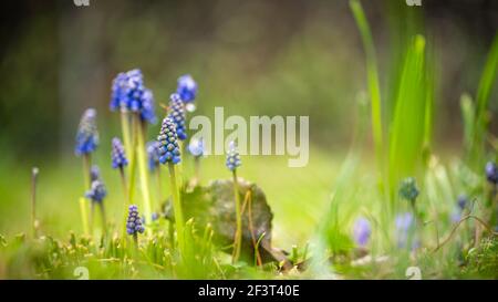 Muscari. Jacinthe de raisin avec fond vert naturel. Cloches . La beauté dans la nature. Banque D'Images