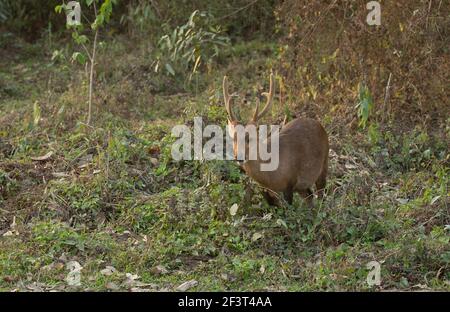 Deer Hog (Axis porcinus) Banque D'Images