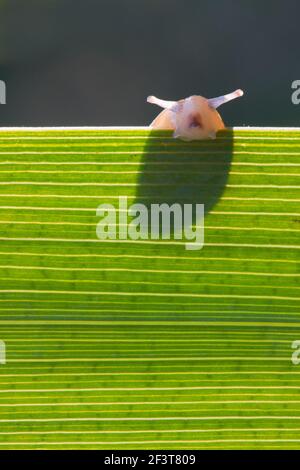 Petit escargot regardant autour du bord d'une feuille rétro-éclairée de Iris jaune Banque D'Images