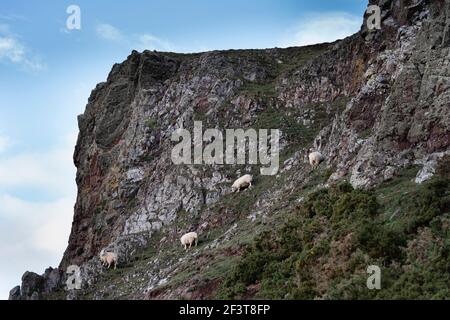 St Abbs, Berwickshire, Écosse - village de pêcheurs et réserve naturelle de la mer du Nord, moutons sur les falaises de la tête Banque D'Images