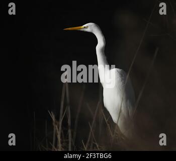 Grand oiseau blanc d'aigrette (Ardea alba) Banque D'Images