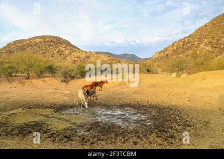 Un âne, un cheval, un poulain et un colt tentent de boire de l'eau de la boue sur le plancher d'un barrage presque asséché par des sécheresses dans le désert de Sonora, au Mexique. ranch dans le désert et Tonibabi ejido en Sierra la Madera, municipalité de Moctezuma, Sonora, au Mexique. (Photo par Luis Gutierrez / Norte photo) un burro, un caballo, un potrillo y una llegua intentan beber agua del lodo en el suelo de un represo casi seco por las sequias en el desierto de Sonora, Mexique. rancho en el desierto y ido Tonibi en la Sierra Madera, municipio de Moctezuma, Sonora, Mexique. (Photo par Luis Gutierrez/Norte photo) Banque D'Images