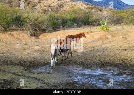 Un âne, un cheval, un poulain et un colt tentent de boire de l'eau de la boue sur le plancher d'un barrage presque asséché par des sécheresses dans le désert de Sonora, au Mexique. ranch dans le désert et Tonibabi ejido en Sierra la Madera, municipalité de Moctezuma, Sonora, au Mexique. (Photo par Luis Gutierrez / Norte photo) un burro, un caballo, un potrillo y una llegua intentan beber agua del lodo en el suelo de un represo casi seco por las sequias en el desierto de Sonora, Mexique. rancho en el desierto y ido Tonibi en la Sierra Madera, municipio de Moctezuma, Sonora, Mexique. (Photo par Luis Gutierrez/Norte photo) Banque D'Images