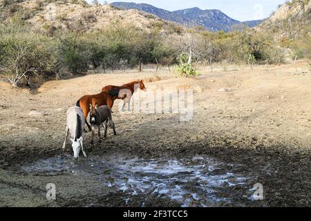 Un âne, un cheval, un poulain et un colt tentent de boire de l'eau de la boue sur le plancher d'un barrage presque asséché par des sécheresses dans le désert de Sonora, au Mexique. ranch dans le désert et Tonibabi ejido en Sierra la Madera, municipalité de Moctezuma, Sonora, au Mexique. (Photo par Luis Gutierrez / Norte photo) un burro, un caballo, un potrillo y una llegua intentan beber agua del lodo en el suelo de un represo casi seco por las sequias en el desierto de Sonora, Mexique. rancho en el desierto y ido Tonibi en la Sierra Madera, municipio de Moctezuma, Sonora, Mexique. (Photo par Luis Gutierrez/Norte photo) Banque D'Images