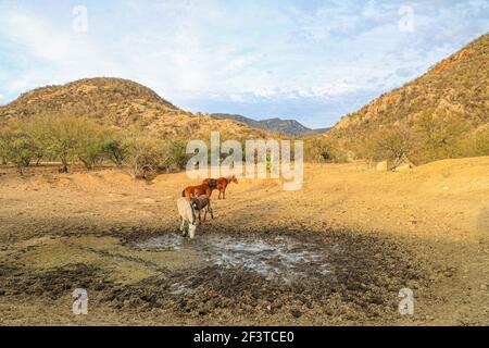 Un âne, un cheval, un poulain et un colt tentent de boire de l'eau de la boue sur le plancher d'un barrage presque asséché par des sécheresses dans le désert de Sonora, au Mexique. ranch dans le désert et Tonibabi ejido en Sierra la Madera, municipalité de Moctezuma, Sonora, au Mexique. (Photo par Luis Gutierrez / Norte photo) un burro, un caballo, un potrillo y una llegua intentan beber agua del lodo en el suelo de un represo casi seco por las sequias en el desierto de Sonora, Mexique. rancho en el desierto y ido Tonibi en la Sierra Madera, municipio de Moctezuma, Sonora, Mexique. (Photo par Luis Gutierrez/Norte photo) Banque D'Images