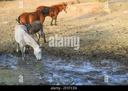 Un âne, un cheval, un poulain et un colt tentent de boire de l'eau de la boue sur le plancher d'un barrage presque asséché par des sécheresses dans le désert de Sonora, au Mexique. ranch dans le désert et Tonibabi ejido en Sierra la Madera, municipalité de Moctezuma, Sonora, au Mexique. (Photo par Luis Gutierrez / Norte photo) un burro, un caballo, un potrillo y una llegua intentan beber agua del lodo en el suelo de un represo casi seco por las sequias en el desierto de Sonora, Mexique. rancho en el desierto y ido Tonibi en la Sierra Madera, municipio de Moctezuma, Sonora, Mexique. (Photo par Luis Gutierrez/Norte photo) Banque D'Images