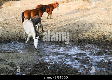 Un âne, un cheval, un poulain et un colt tentent de boire de l'eau de la boue sur le plancher d'un barrage presque asséché par des sécheresses dans le désert de Sonora, au Mexique. ranch dans le désert et Tonibabi ejido en Sierra la Madera, municipalité de Moctezuma, Sonora, au Mexique. (Photo par Luis Gutierrez / Norte photo) un burro, un caballo, un potrillo y una llegua intentan beber agua del lodo en el suelo de un represo casi seco por las sequias en el desierto de Sonora, Mexique. rancho en el desierto y ido Tonibi en la Sierra Madera, municipio de Moctezuma, Sonora, Mexique. (Photo par Luis Gutierrez/Norte photo) Banque D'Images