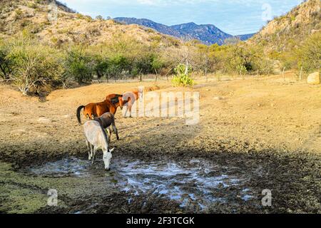 Un âne, un cheval, un poulain et un colt tentent de boire de l'eau de la boue sur le plancher d'un barrage presque asséché par des sécheresses dans le désert de Sonora, au Mexique. ranch dans le désert et Tonibabi ejido en Sierra la Madera, municipalité de Moctezuma, Sonora, au Mexique. (Photo par Luis Gutierrez / Norte photo) un burro, un caballo, un potrillo y una llegua intentan beber agua del lodo en el suelo de un represo casi seco por las sequias en el desierto de Sonora, Mexique. rancho en el desierto y ido Tonibi en la Sierra Madera, municipio de Moctezuma, Sonora, Mexique. (Photo par Luis Gutierrez/Norte photo) Banque D'Images