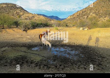 Un âne, un cheval, un poulain et un colt tentent de boire de l'eau de la boue sur le plancher d'un barrage presque asséché par des sécheresses dans le désert de Sonora, au Mexique. ranch dans le désert et Tonibabi ejido en Sierra la Madera, municipalité de Moctezuma, Sonora, au Mexique. (Photo par Luis Gutierrez / Norte photo) un burro, un caballo, un potrillo y una llegua intentan beber agua del lodo en el suelo de un represo casi seco por las sequias en el desierto de Sonora, Mexique. rancho en el desierto y ido Tonibi en la Sierra Madera, municipio de Moctezuma, Sonora, Mexique. (Photo par Luis Gutierrez/Norte photo) Banque D'Images