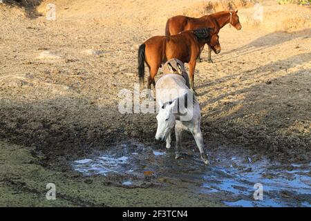 Un âne, un cheval, un poulain et un colt tentent de boire de l'eau de la boue sur le plancher d'un barrage presque asséché par des sécheresses dans le désert de Sonora, au Mexique. ranch dans le désert et Tonibabi ejido en Sierra la Madera, municipalité de Moctezuma, Sonora, au Mexique. (Photo par Luis Gutierrez / Norte photo) un burro, un caballo, un potrillo y una llegua intentan beber agua del lodo en el suelo de un represo casi seco por las sequias en el desierto de Sonora, Mexique. rancho en el desierto y ido Tonibi en la Sierra Madera, municipio de Moctezuma, Sonora, Mexique. (Photo par Luis Gutierrez/Norte photo) Banque D'Images